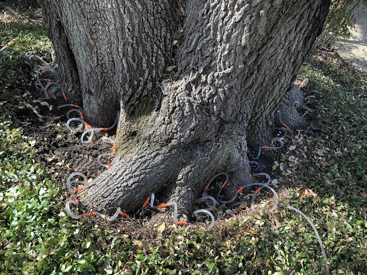 Detailed Tree Cabling and Bracing job site in Butler
